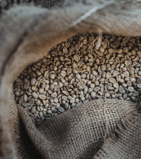Grains de café brut dans un sac de toile en jute.